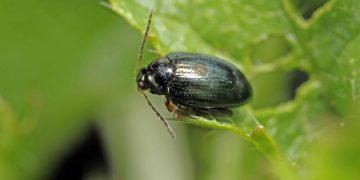 ChaetocnemaSpp #FleaBeetles #Agriculture #PestControl #CropDamage