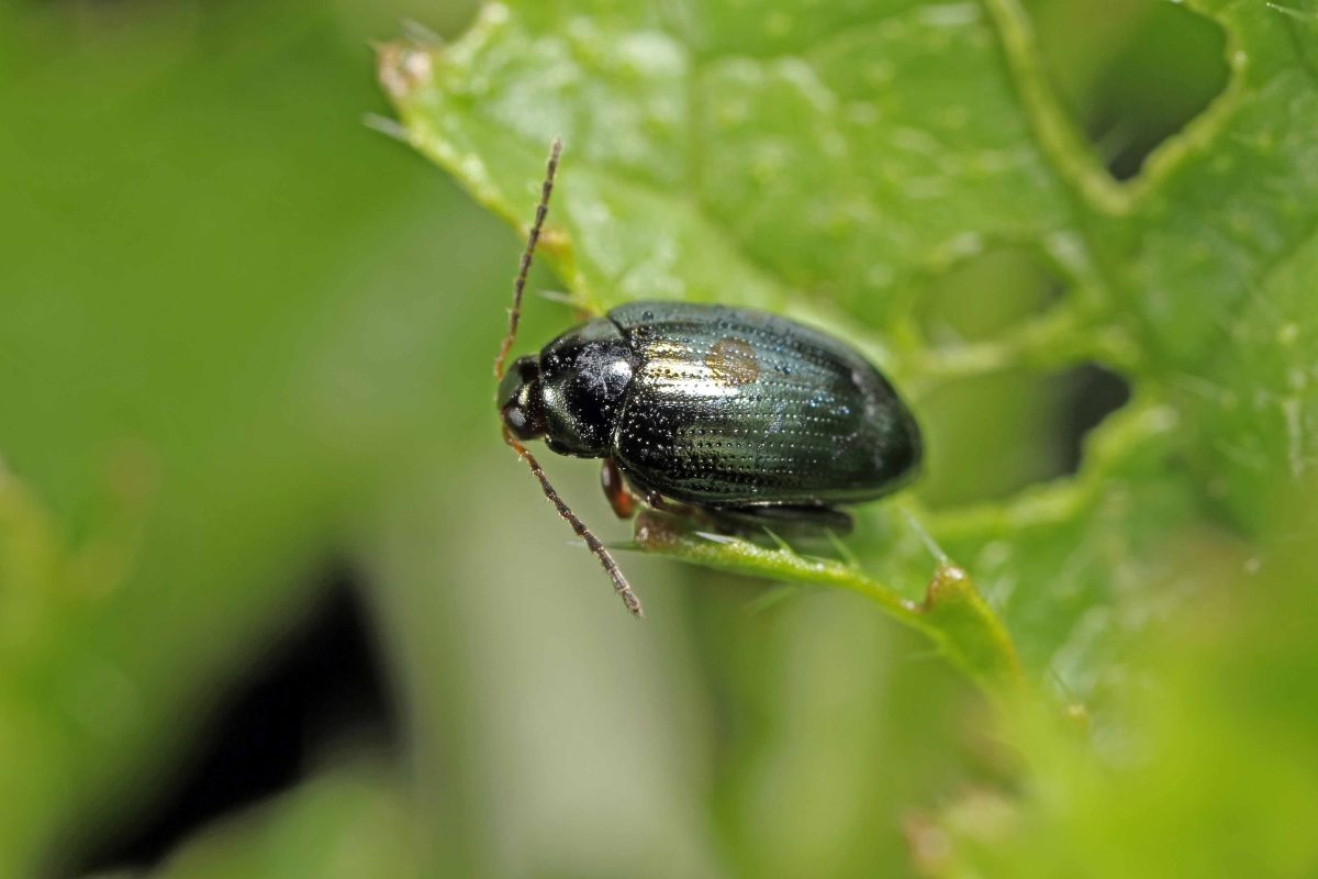 Chaetocnema Spp #FleaBeetles #Agriculture #PestControl #CropDamage