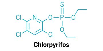 The Potent Role of Chlorpyrifos in the Cultivation of Potatoes