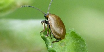 #TheAmazingChrysomelidae: Understanding the Importance of Leaf Beetles in Ecosystems