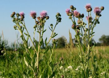 #InvasiveSpeciesAlert: The Devastating Effects of Cirsium Arvense