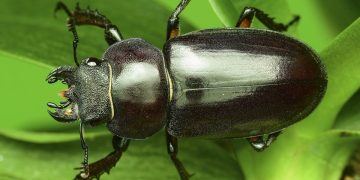 #ConoderusSpp: Understanding the Impact of Seedcorn Beetles on Agriculture