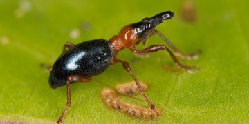 #ProtectingSweetPotatoes: Combating Cylas Formicarius Infestations