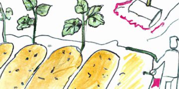 The Future of Potato Farming: Innovations and Challenges”