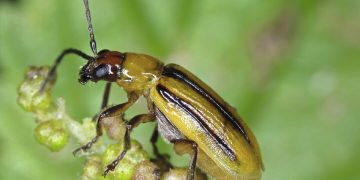 #ControllingCornRootworms: Strategies for Managing Diabrotica spp.