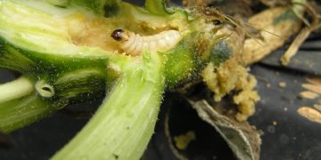 #SaveYourSquash: Combating the Diaphania spp. Infestation