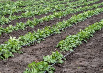 Potato Growing of the order under drip irrigation