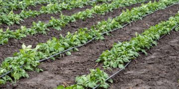#DripIrrigationForPotatoes: Maximizing Water Efficiency and Crop Yield