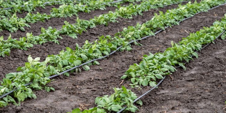 Potato Growing of the order under drip irrigation