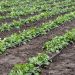 Potato Growing of the order under drip irrigation