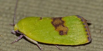 #EariasVittellaControl: Strategies to Combat the Spiny Bollworm Infestation