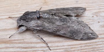 #CarobMothControl: Combating the Devastating Effects of Ectomyelois ceratoniae Infestations