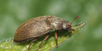 #ErnobiusMollis: Understanding the Potato Stalk Weevil and Its Impact on Agriculture