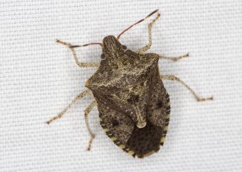 #StinkBugOutbreak: Understanding and Managing Euschistus spp. Infestations