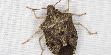 #StinkBugOutbreak: Understanding and Managing Euschistus spp. Infestations