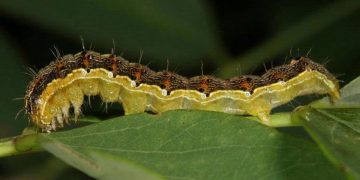 #BattleAgainstCottonBollworm: Strategies to Combat the Devastating Effects of Helicoverpa Armigera