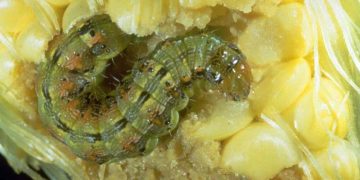 #ProtectOurCrops: Developing Sustainable Strategies to Combat Helicoverpa zea Infestations