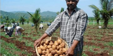 Kenyan Farmers: Opportunities for Potato Supply to KFC