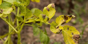 Identifying Symptoms of Alternaria Solani Infection on Potato and Tomato Crops