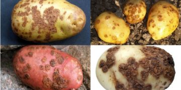 Understanding Potato Diseases: Causes, Symptoms, and Prevention Strategies