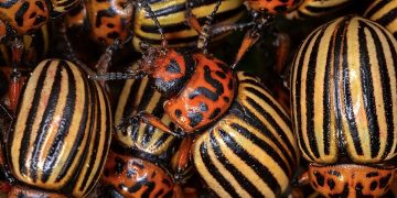 #BattleAgainstTheBeetle: Combating the Colorado Potato Beetle with Innovative Strategies