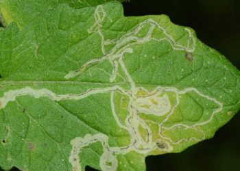 #LiriomyzaSppOptimization: Mitigating the Impacts of Leafminer Infestation