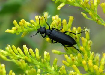 #MeloidaeInvasion: The Rise of Blister Beetles and Its Consequences
