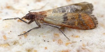 #CombattingPhthorimaeaOperculella: Understanding and Overcoming the Potato Moth Menace