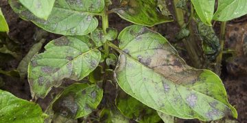 The Importance of Understanding Early Infection of Phytophthora Infestations for Plant Health