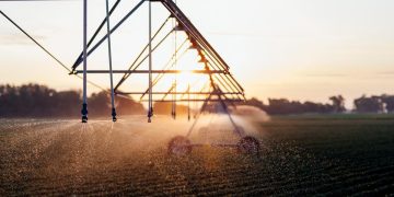 Enhancing Potato Crop Production with Sprinkler Irrigation: A Promising Solution