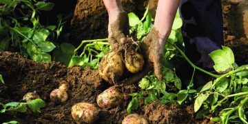 Many Potato Farms Facing Closure, IFA Warns
