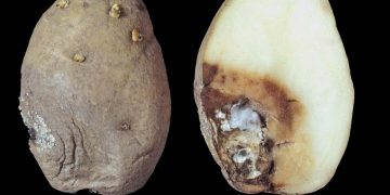#TreatingPotatoFusariumDryRot: Causes, Symptoms, and Effective Treatment Options