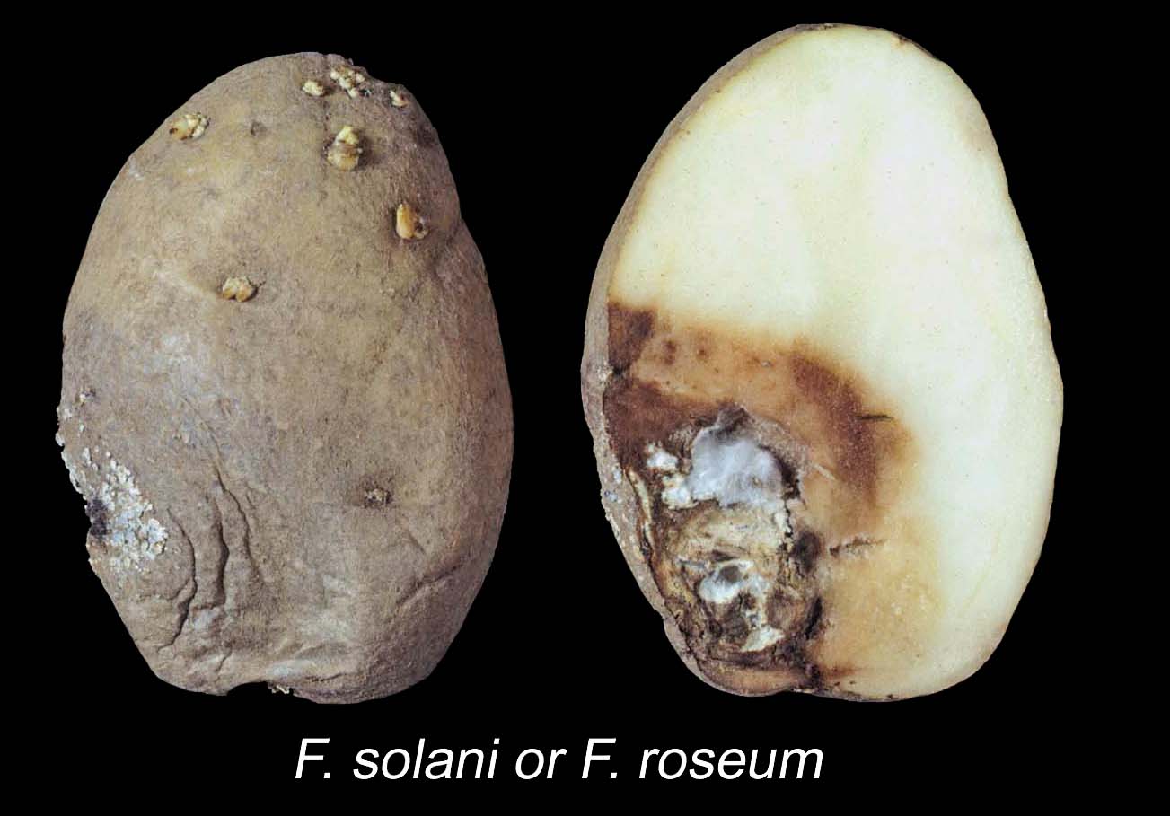 #A’ làimhseachadh Fusarium Buntàta Lobhadh Tioram: Adhbharan, Comharraidhean, agus Roghainnean Làimhseachaidh Èifeachdach