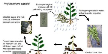 Protect Your Potato and Tomato Crops: Beware of Early Infection of Phytophthora Infestations