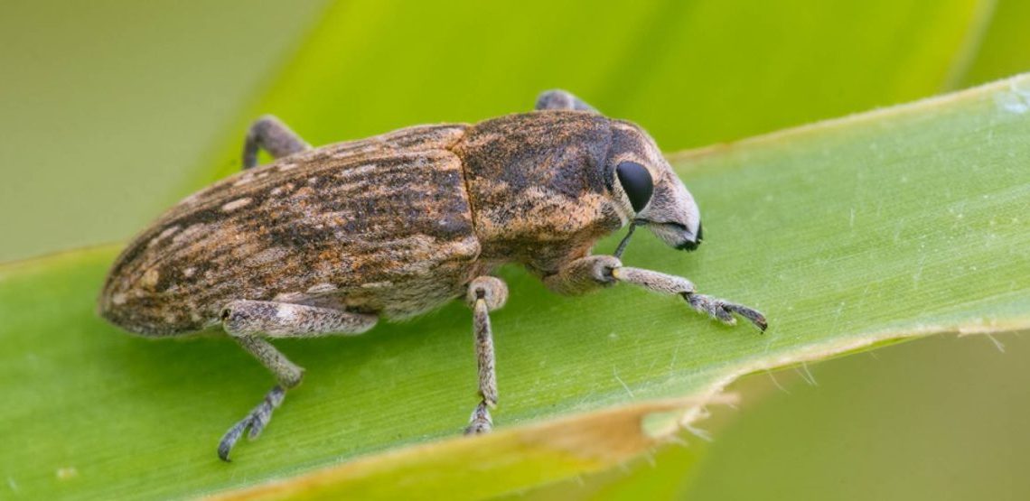 SayByeToSitona Effective Ways To Combat Pea And Bean Weevils Potato