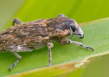 #SayByeToSitona: Effective Ways to Combat Pea and Bean Weevils
