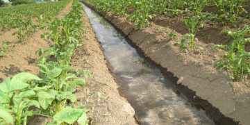 #MaximizingPotatoYield: The Benefits of Surface Irrigation for Potato Farming