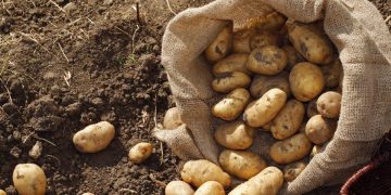 Potatoes.news: The Leading Source of Information for the Potato Industry