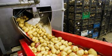 From the Ground to the Table: The Booming Business of Russia’s Potato Processing Industry