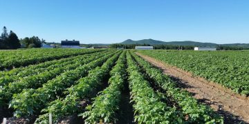 Potatoes.News: Your Ultimate Source for Potato Industry News and Insights