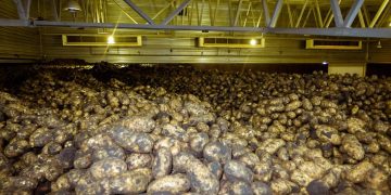 Revolutionizing Potato Storage: DMN Natural Bio-Control on Track for International Regulatory Approval