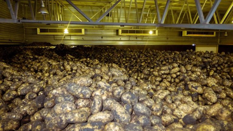 Revolutionizing Potato Storage: DMN Natural Bio-Control on Track for International Regulatory Approval