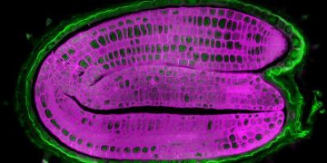 An internal thermometer tells seeds when to germinate, researchers find