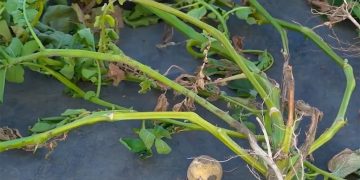 Battling Potato Anthracnose: Prevention, Detection, and Treatment Techniques for a Devastating Disease
