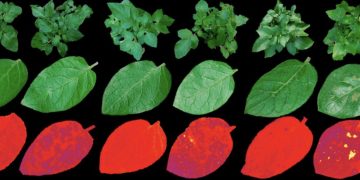 Protein-based biosensor detects potato and tomato diseases