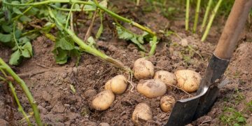 Discover the Latest Northeast Potato Technology Forum and Its Impact on Your Farm