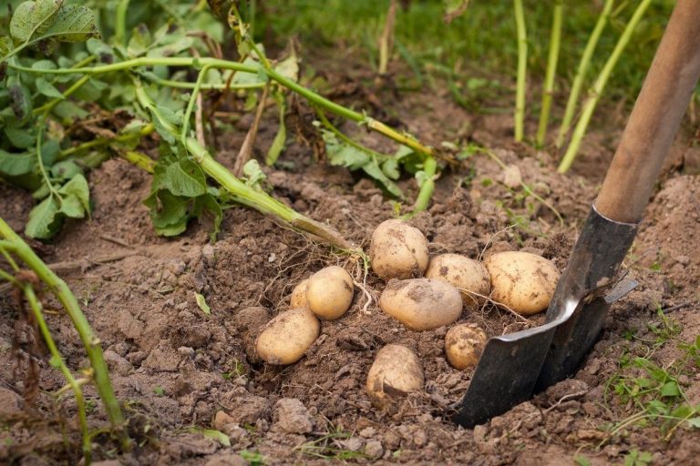 Discover the Latest Northeast Potato Technology Forum and Its Impact on Your Farm 30 Discover the Latest Northeast Potato Technology Forum and Its Impact on Your Farm