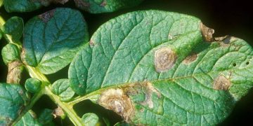 Managing Potato Alternaria: Strategies for Prevention and Control