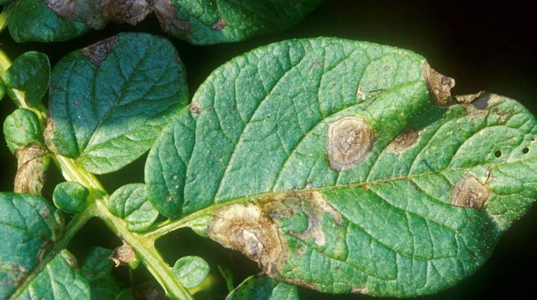 Managing Potato Alternaria: Strategies for Prevention and Control 50 Managing Potato Alternaria: Strategies for Prevention and Control