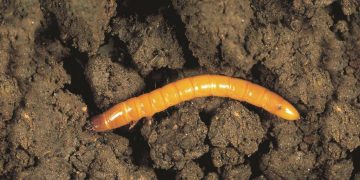 #AgriotesLineatus: Understanding and Combating the Wireworm Menace